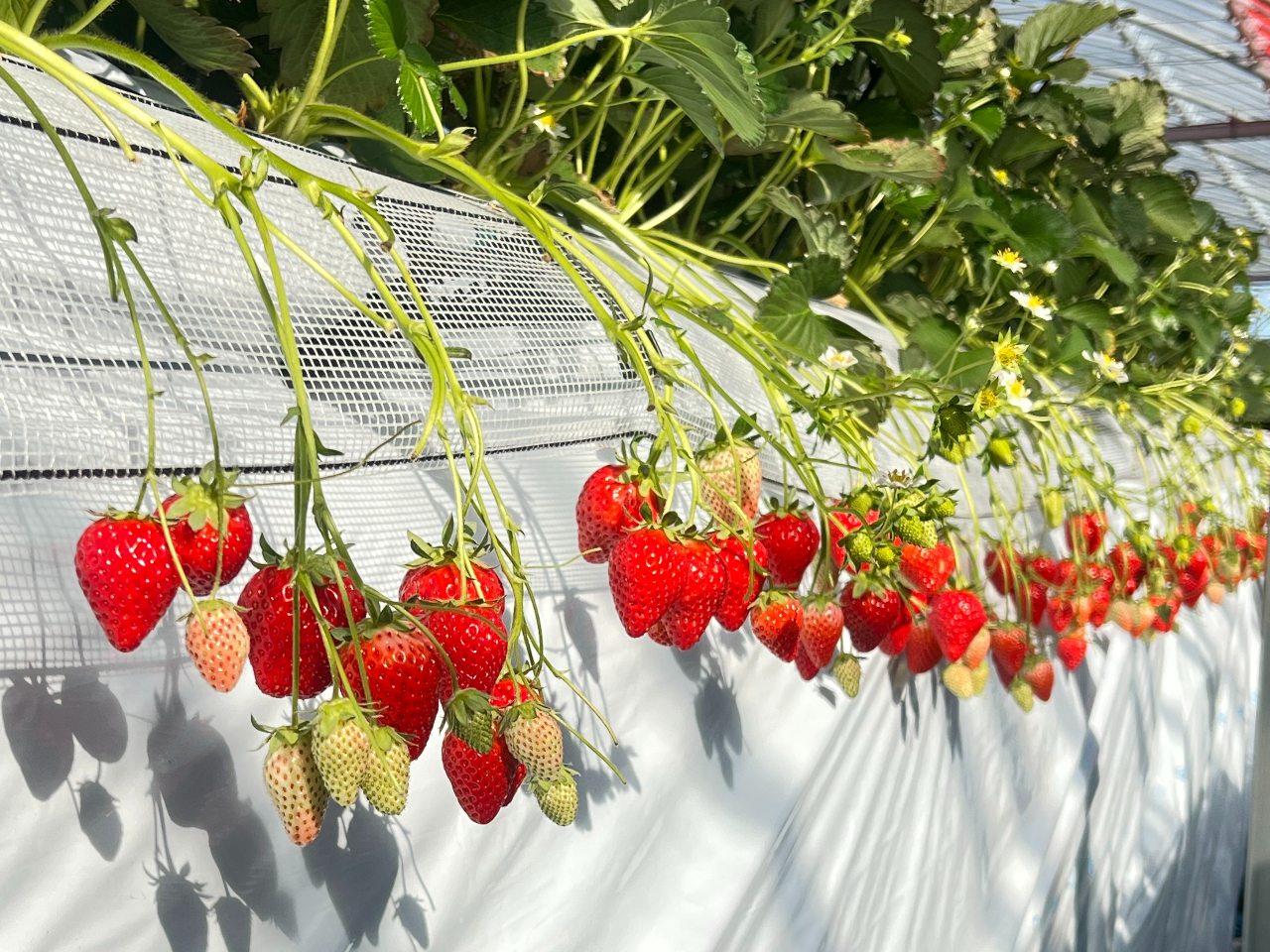 【鎌ケ谷・いちご狩り】平日60分食べ放題!! \新京成線北初富から徒歩で4分/多...