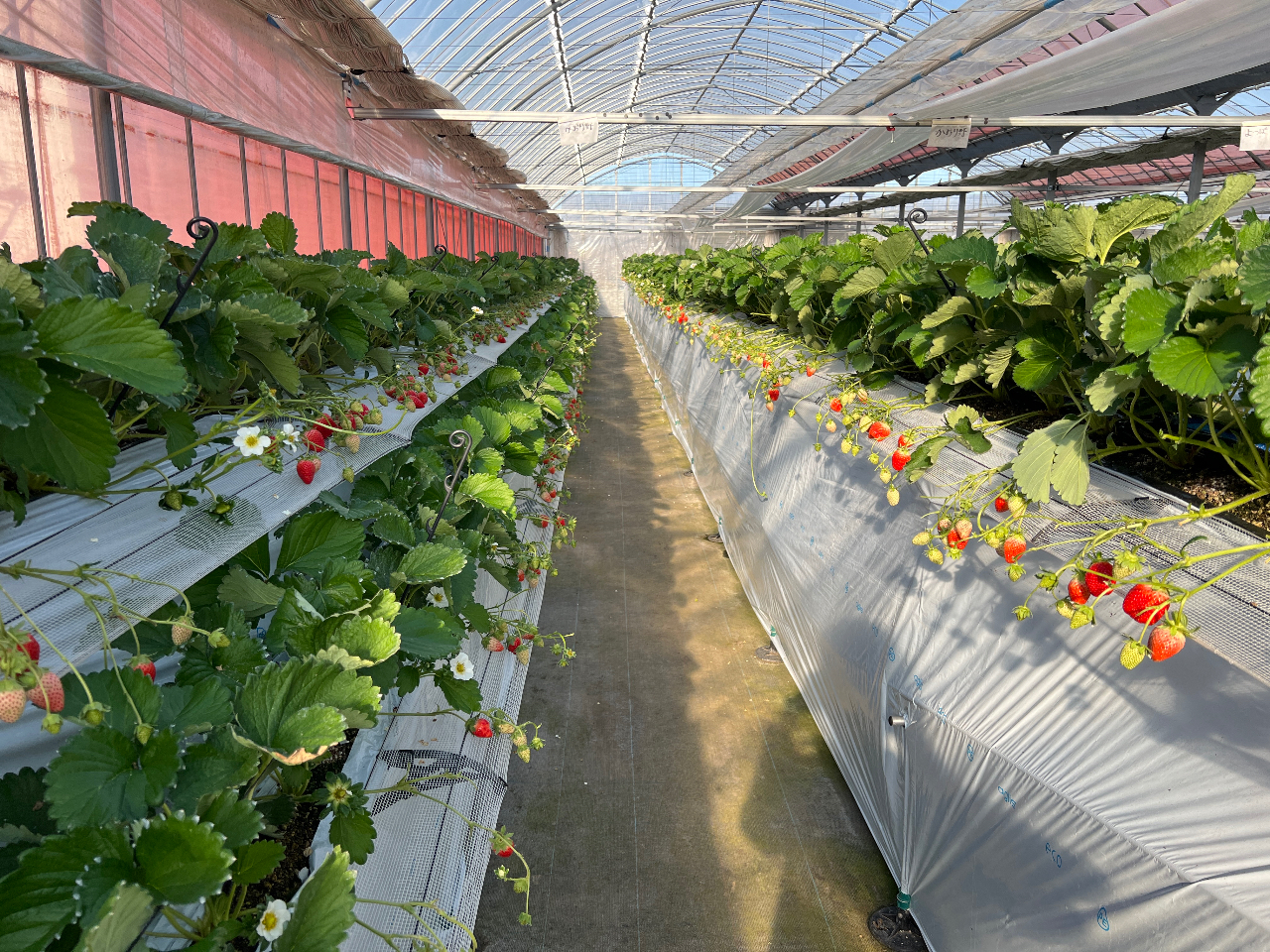 ���������񂽂������҂����Ă���܂��B