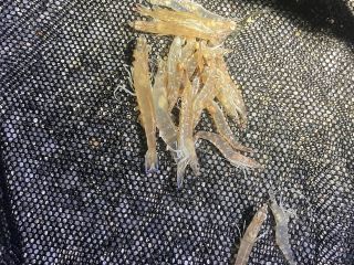 ほんの10分足らずでこんだけ獲れます!