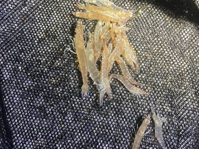 ほんの10分足らずでこんだけ獲れます!