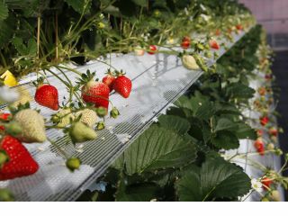 上段と下段にいちごがなっているので、お子様や多くの方にお楽しみいただけます♪