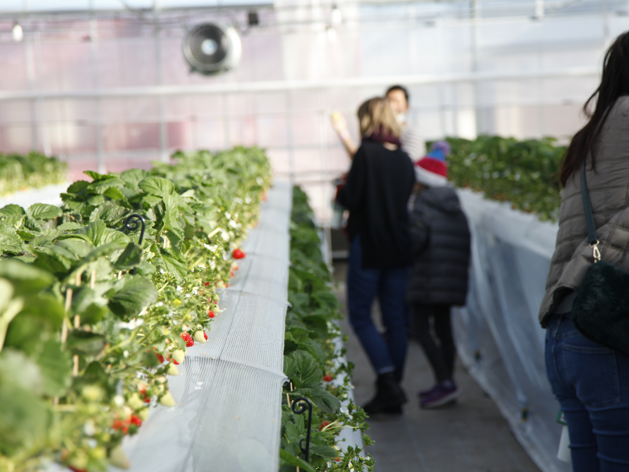 ␶󋵂ɂ܂AőłXi(ʏ4`7i)̂HהׂĂ܂