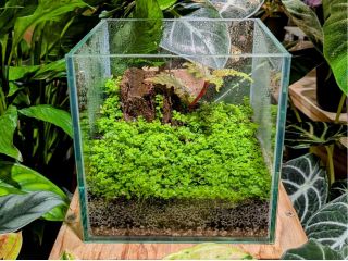 ※水草の種類は変わる事がございます。 お写真で使用している水草はニューラージパールグラスです。