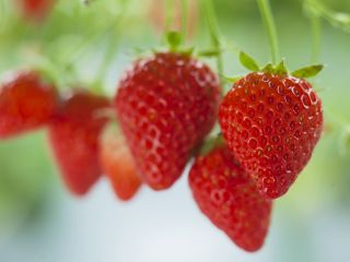 大きくてあまーいいちごをお楽しみいただけます。 当園では、「章姫」「かおり野」「ゆめのか」をお楽しみいただけます♪