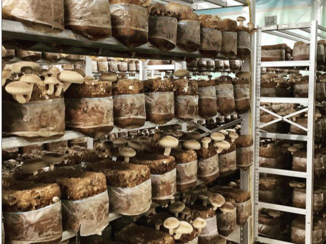 ご料金に200gの椎茸が含まれております♪