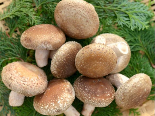 肉厚で、食感のある立派な椎茸が育ちます。