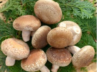 肉厚で、食感のある立派な椎茸が育ちます。