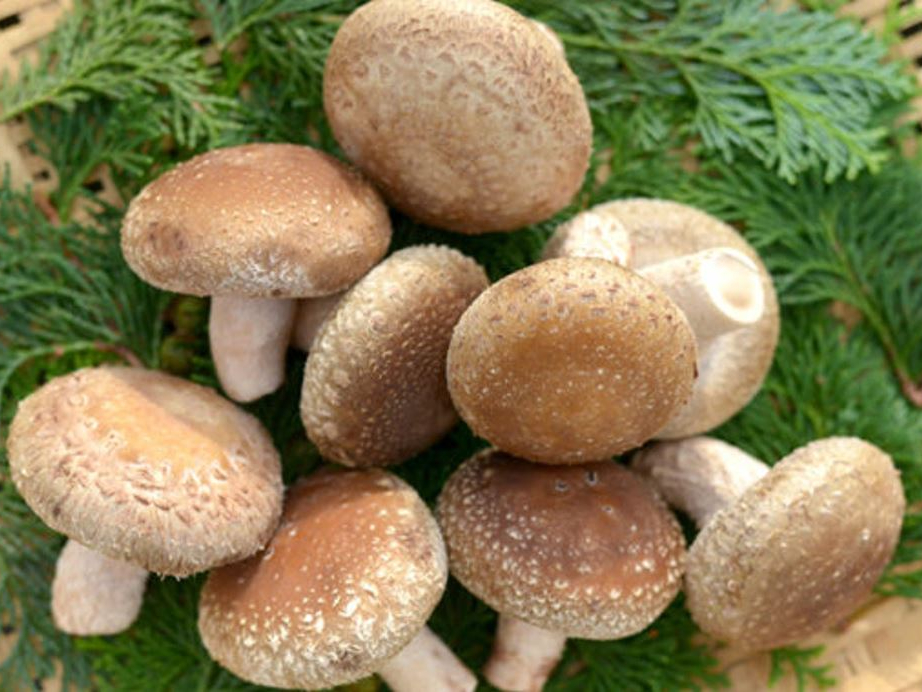 肉厚で、食感のある立派な椎茸が育ちます。