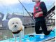 わんちゃんと一緒にSUPデビュー!