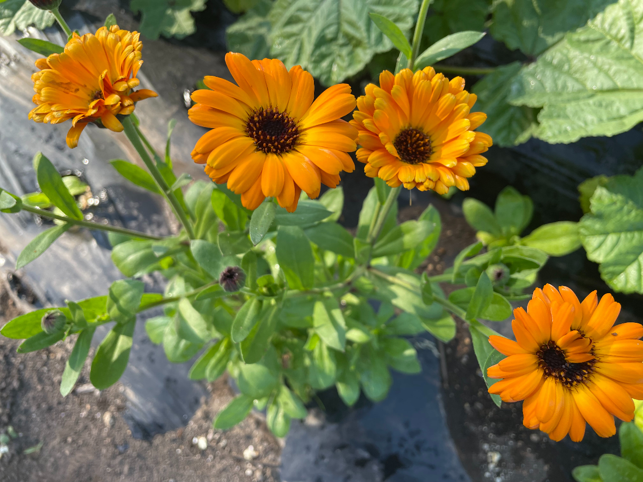 カレンデュラはお肌に対して皮膚の再生を促してくれるので傷跡や肌荒れにおすすめ。