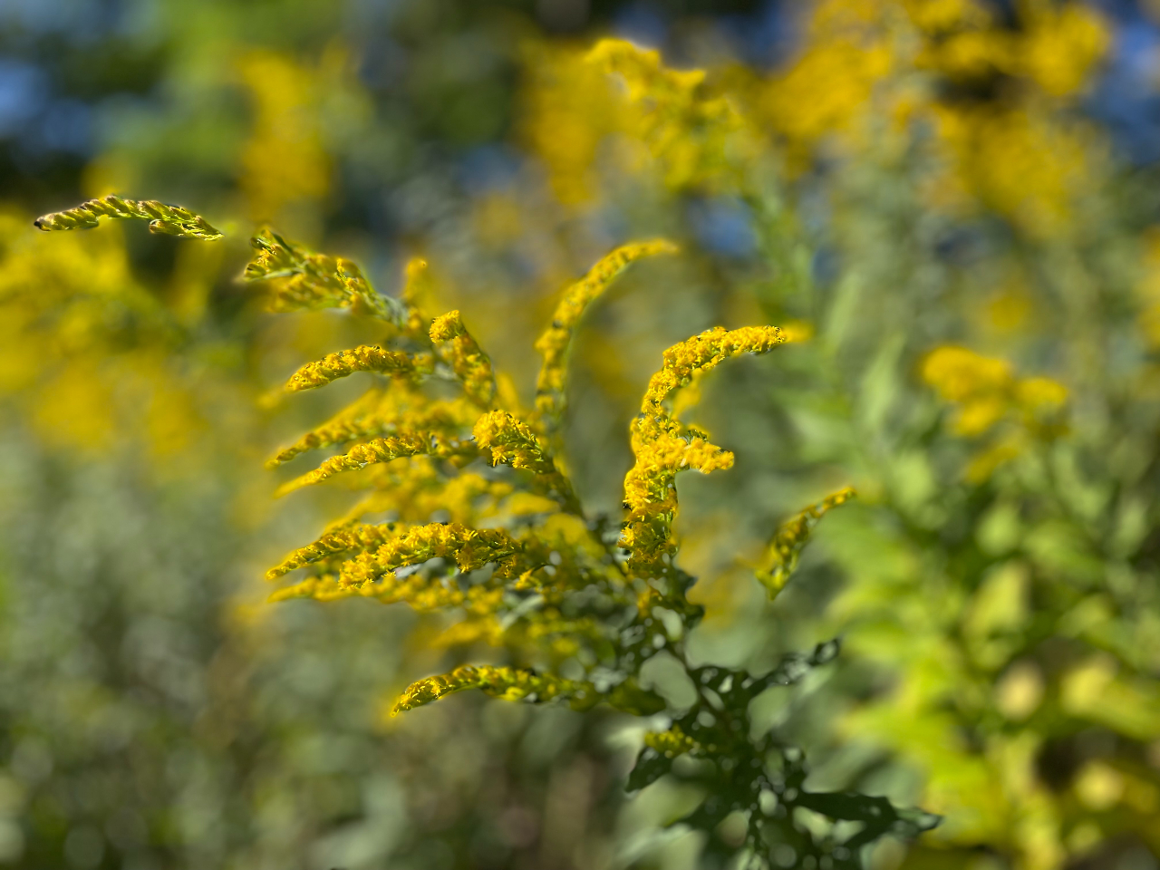 珍しいセイタカアワダチソウの浸出油を作成しました。リンパ流を促して体の滞りを流したり、筋肉痛・肩こり・関節痛のケアに。