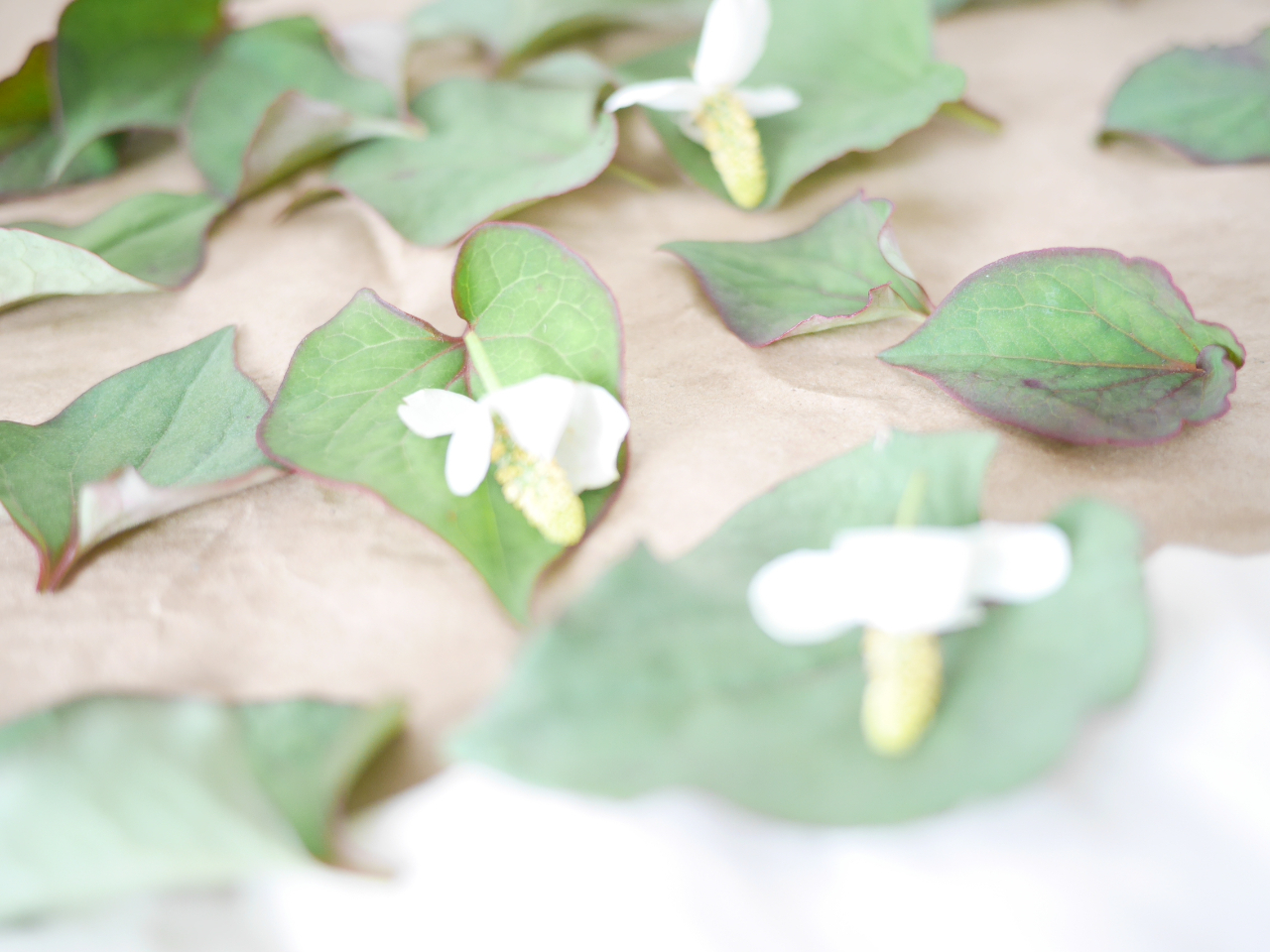 hN_~̃`L܂͓~̔rEjLrE}XNȂǂ̔guɂ߂łBϐpbNAjLrp[VɂƂłB