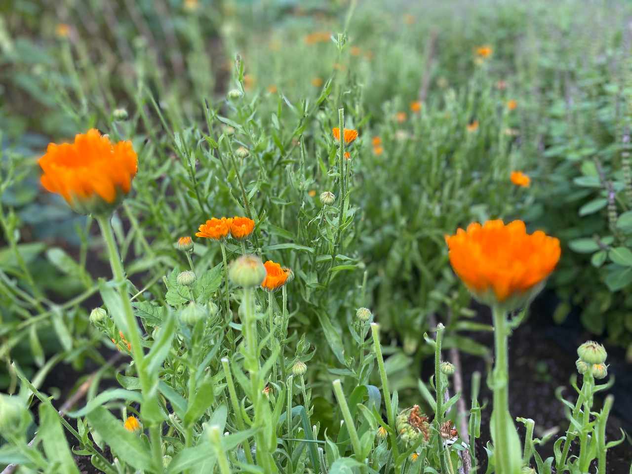 Jf̊z̃`L܂܂B̉ǂ炰AԂ݁AqPAB ܂э׌ǂ̓𐮂A݂hŃn񕜂܂B