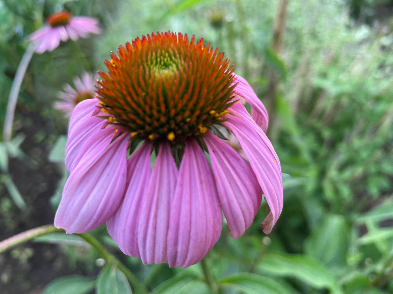 エキナセアのチンキ剤は免疫細胞を活性化して風邪や感染症予防に効果的です。使い方は飲み物に飲み物に数滴落として飲みます。