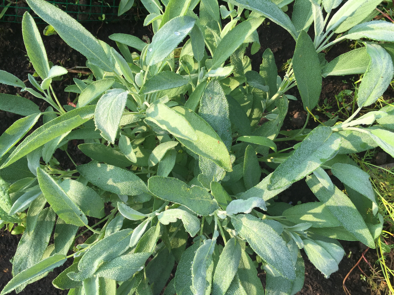 Z[W̃`L܂͏A݂EHׂEL\hɂB R_EiɂAVh~J񕜂T|[g܂B