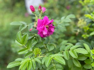 ローズのチンキ剤は女性ホルモンのバランスをサポートします。また月経前後の不調、緊張、冷えなどを和らげる助けになります。