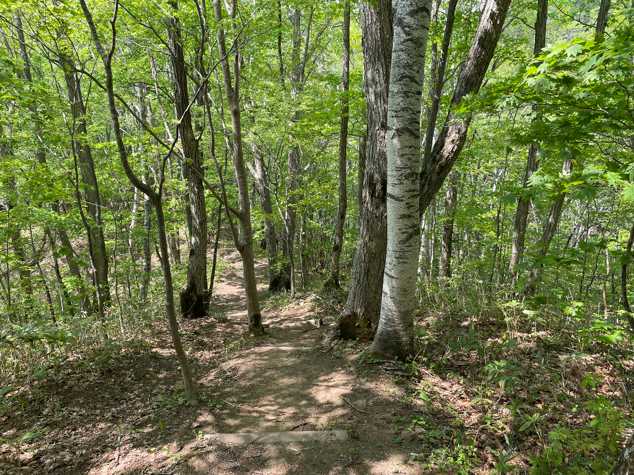 森林浴の香りはストレスを軽減し、リラックスさせてくれます。緊張した体や心を緩めてくれる香りです。また抗ウイルス作用もあるので湿度が低い冬場に芳香浴がおすすめ。