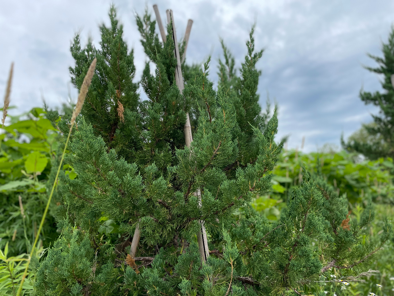 蝦夷赤松の木です。常緑針葉樹で幹が赤いのが特徴です。