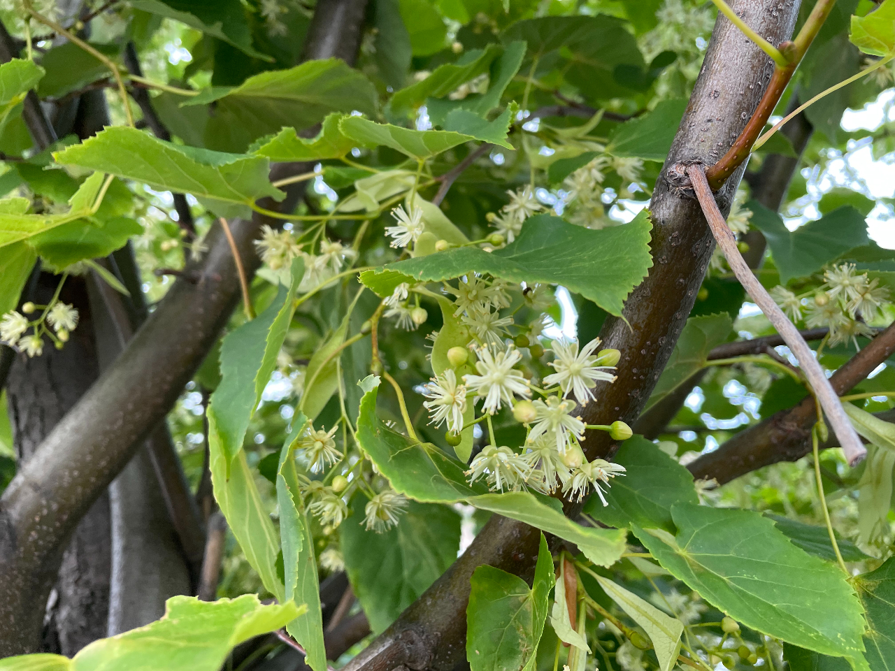 ْ₦炭֐߂̂΂ɂ߁AûSރPAvɂ҂BXMi⃈MȂǌs𑣂n[uƃuhƁA艷߂Ƒӑiʂ܂܂