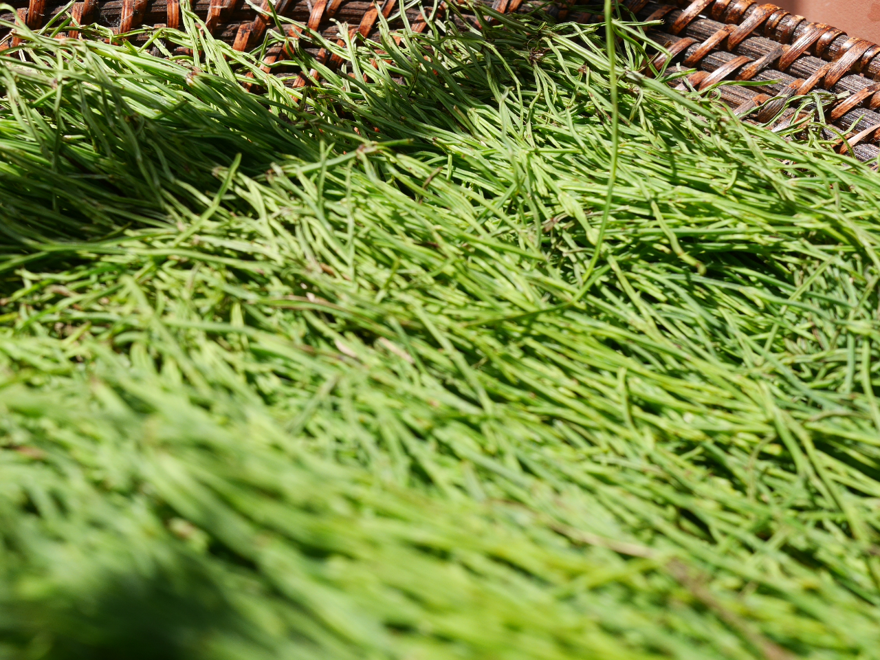 【ハーブ講座】ブレンドハーブティー&スギナのバーム&セントジョンズワートトリート...