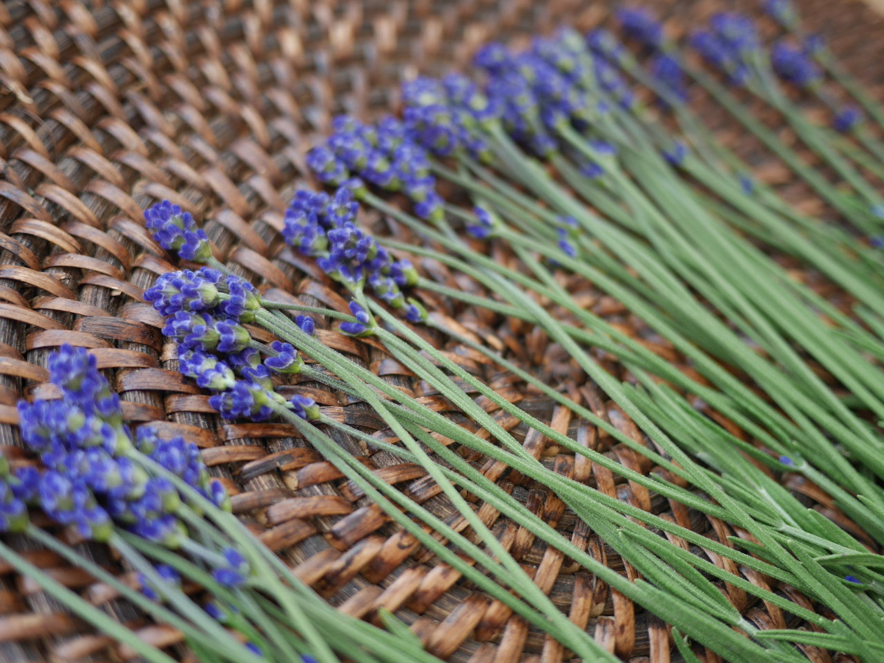 ɍpɂؓɁA֐ߒɁAɂȂǂ̒ɂ݂a炰܂B܂RǍpɂ畆ؓ̉ǂ}A₱΂y܂B