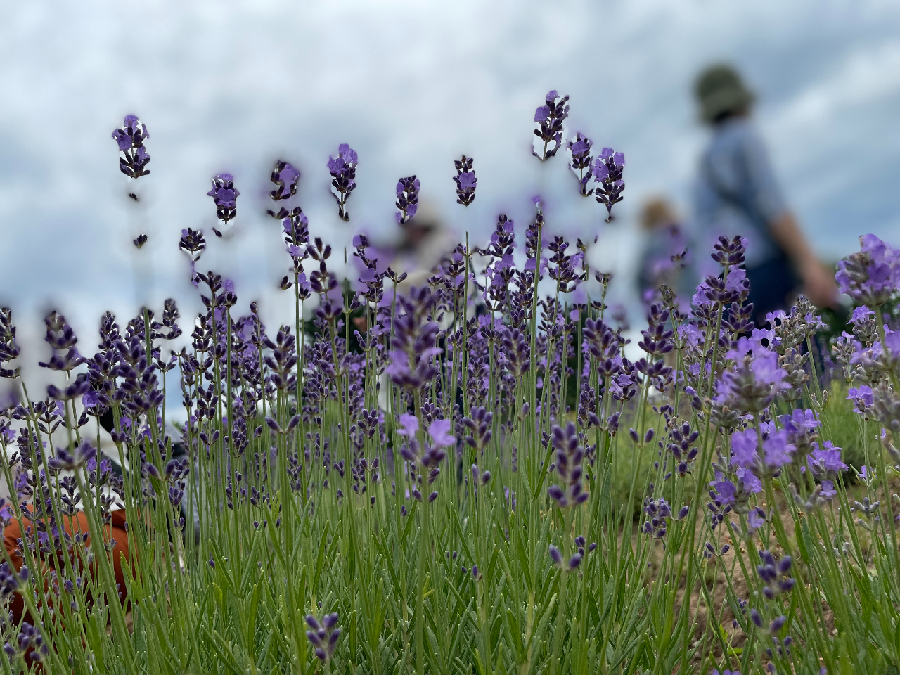 ラベンダーの頭皮への作用として乾燥によるかゆみやフケを和らげたり、ストレスによる脱毛を予防(リラックス効果) があります。