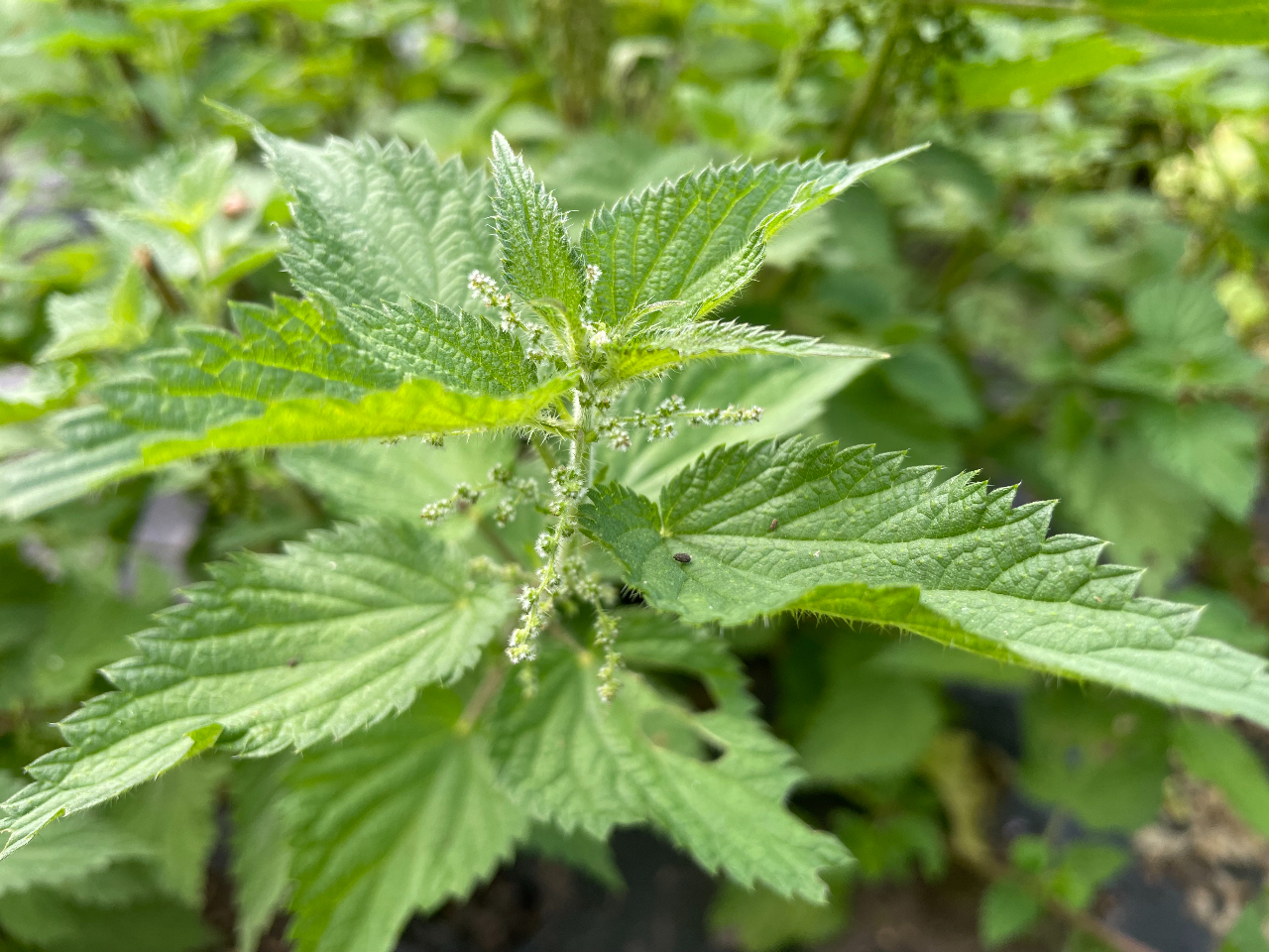 ネトルは「天然の抗ヒスタミン」とも呼ばれ、アレルギー症状の緩和に定評があります。 体内のヒスタミン量を自然に抑え、鼻づまりやくしゃみを軽減します。