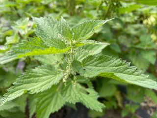 ネトルは「天然の抗ヒスタミン」とも呼ばれ、アレルギー症状の緩和に定評があります。 体内のヒスタミン量を自然に抑え、鼻づまりやくしゃみを軽減します。