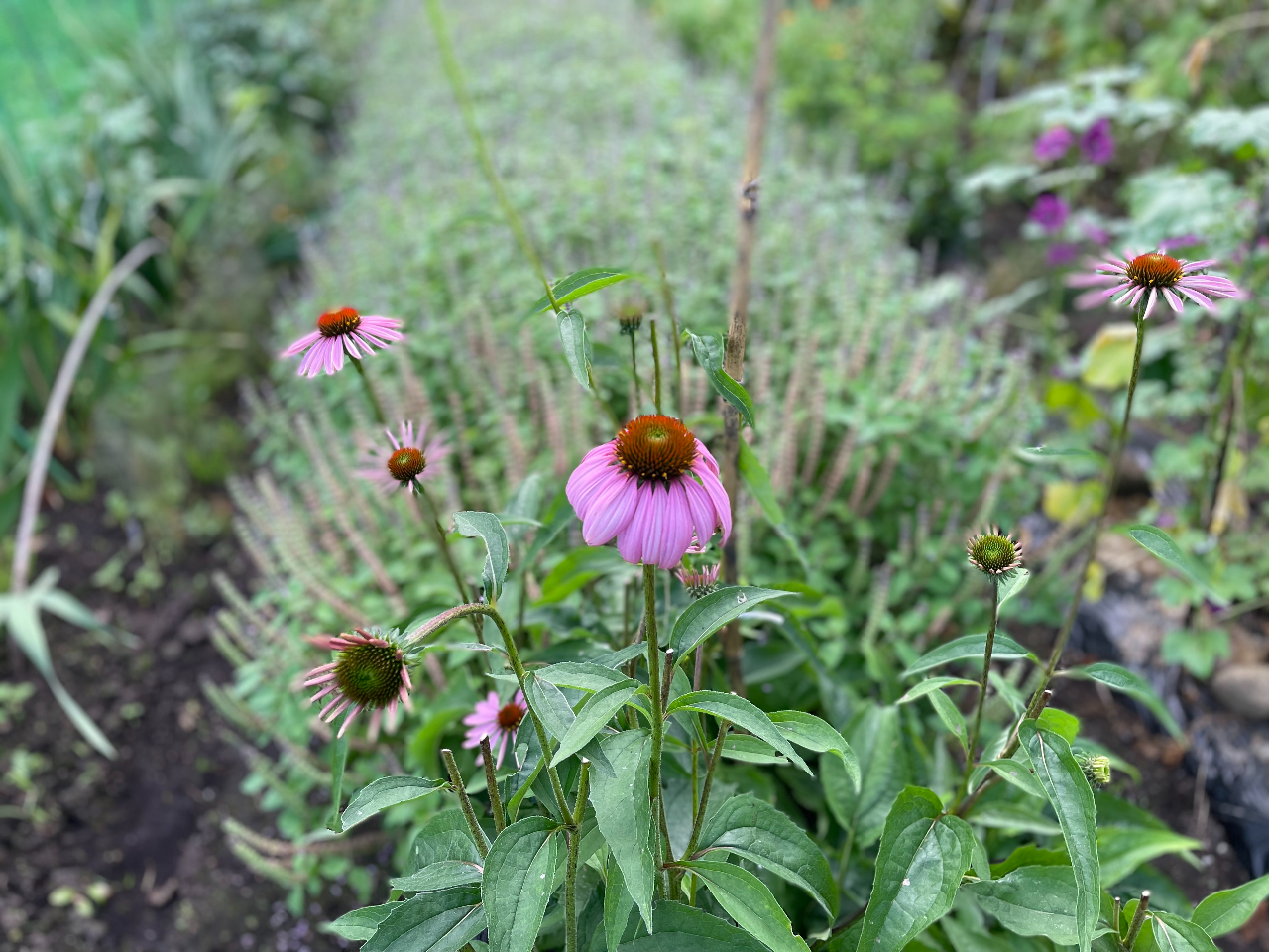 GLiZA̖͑̂h@\AƉủߏ蔽𐮂邽߁AAM[̎̉Pɂ𗧂܂B