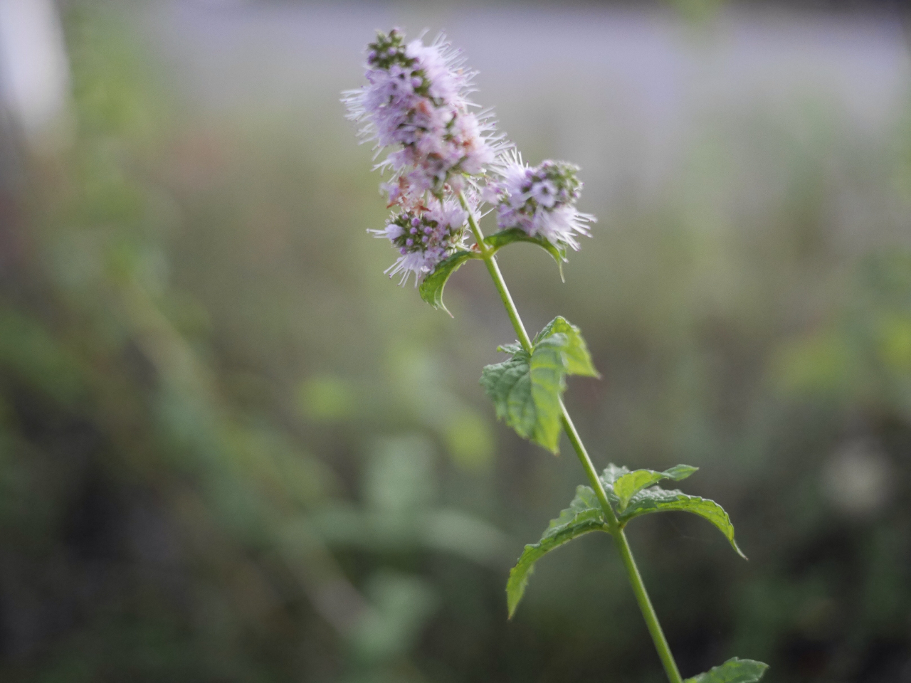 yp[~g̓g[̓ŕ@̂ǂX[bƒʂAċzyɂ܂B ԕǂœdEWłȂɂu^ACtbVB