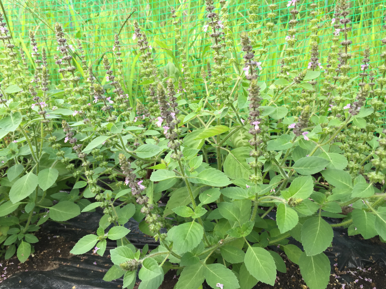 z[[oW̓XgXvɂƉu̗𐮂Aǂ߂铭܂B ԕ̃CC⎩_o̗ɂDYĂ܂B