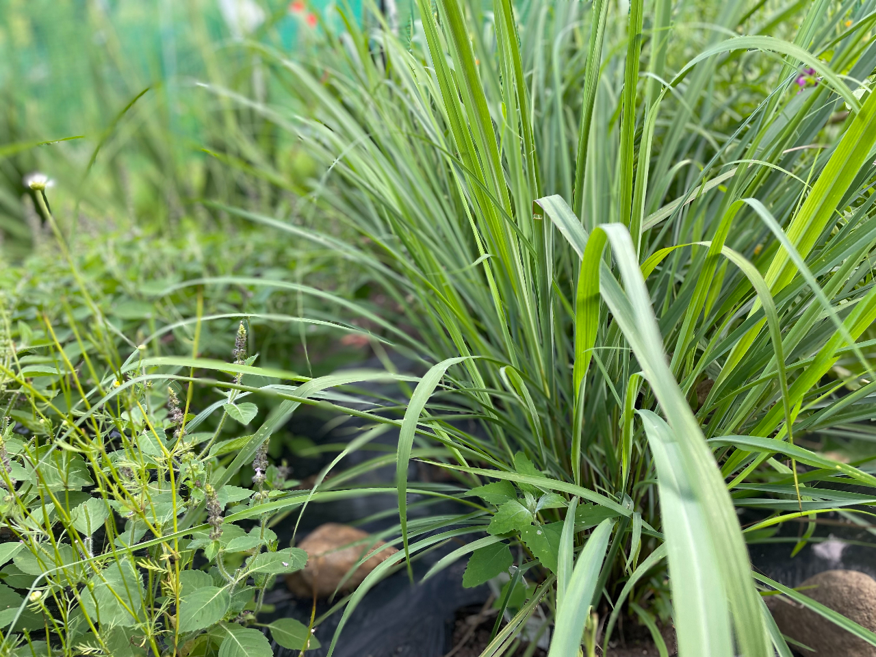 �������O���X�̓������̂悤�ɂ������肵�Ă��đ��̃n�[�u�e�B�[�̎ז������܂���B�ǂ�ȃn�[�u�Ƃ��u�����h�ɂ������܂��B