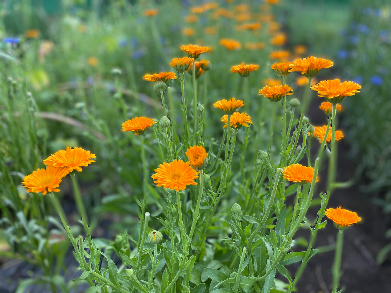 �J�����f�����̉��ȉԂ̓J���`�m�C�h�������ς������Ă��܂��B���e�ɂ��I�X�X�X���B