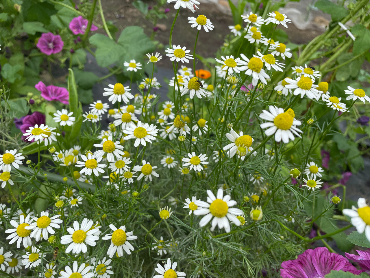 �J���~�[���W���[�}���͍R���Ǎ�p������A���r������P���܂��B