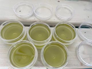 ローズマリー浸出油で作るバームは痛み対策におすすめです。