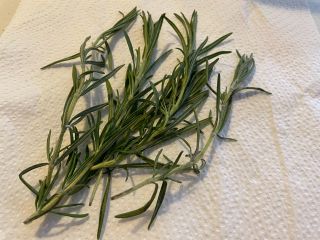 札幌ではフレッシュローズマリーは貴重です。気候のせいでしょうか、なかなか大きくなりません。地植えよりは鉢植えのほうがいいのかもしれません。