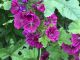 ウスベニアオイは紫の花を摘みます。ティーにすると紫色→茶色になります。保湿作用があるので乾燥肌用化粧水にするといいです。喉の痛みや目の湿布にもおすすめ。