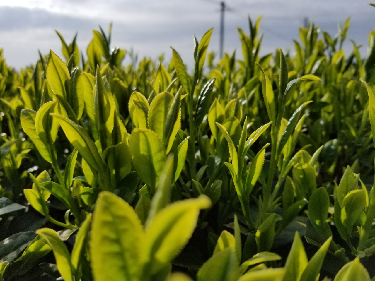 知覧茶畑体験】 ◎茶畑散策と茶畑ランチ付きコース◎ オプションで