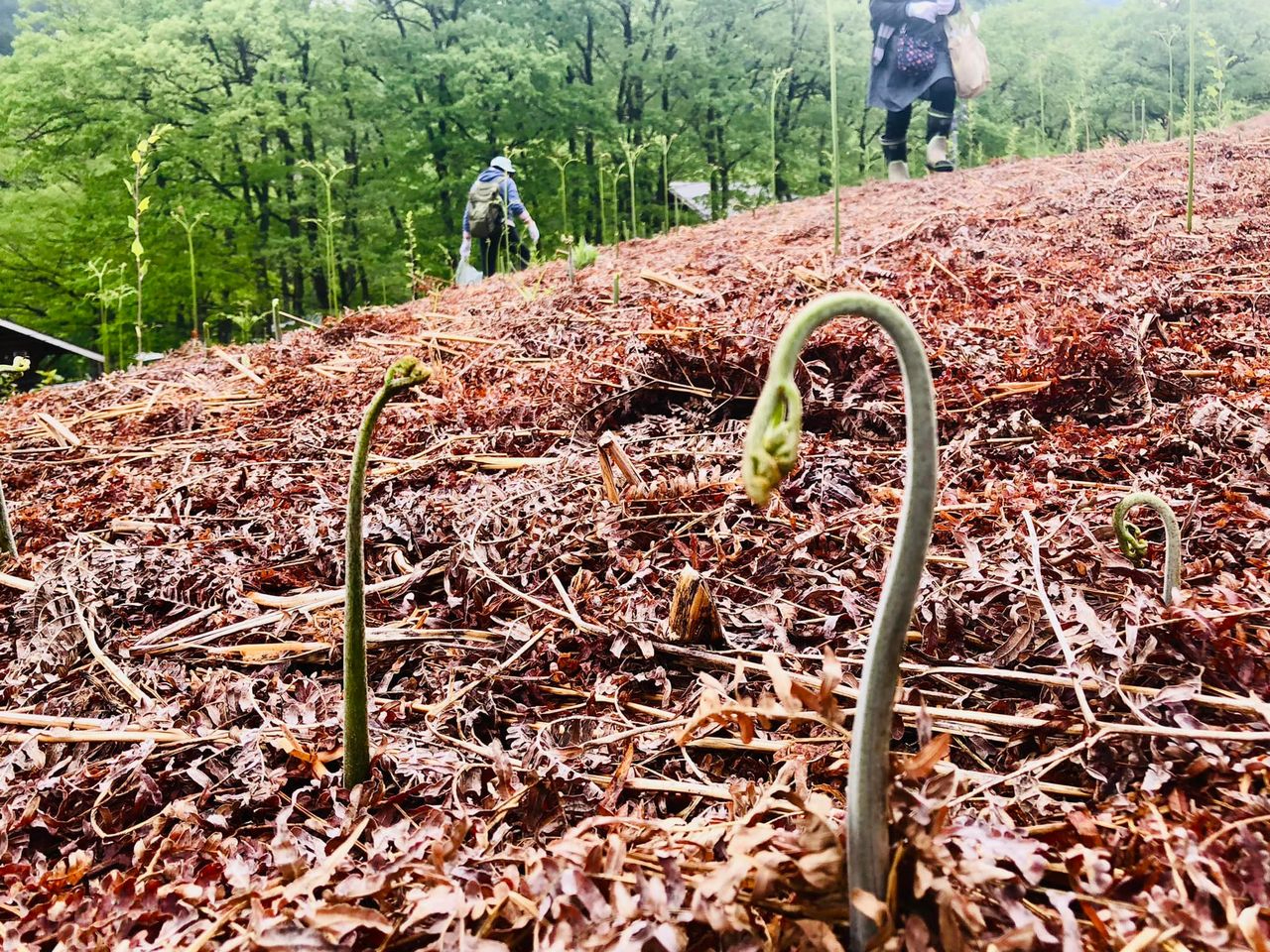 【新潟県・阿賀町】\☆山菜の採り放題☆/わらび採りができます!設備が充実している...
