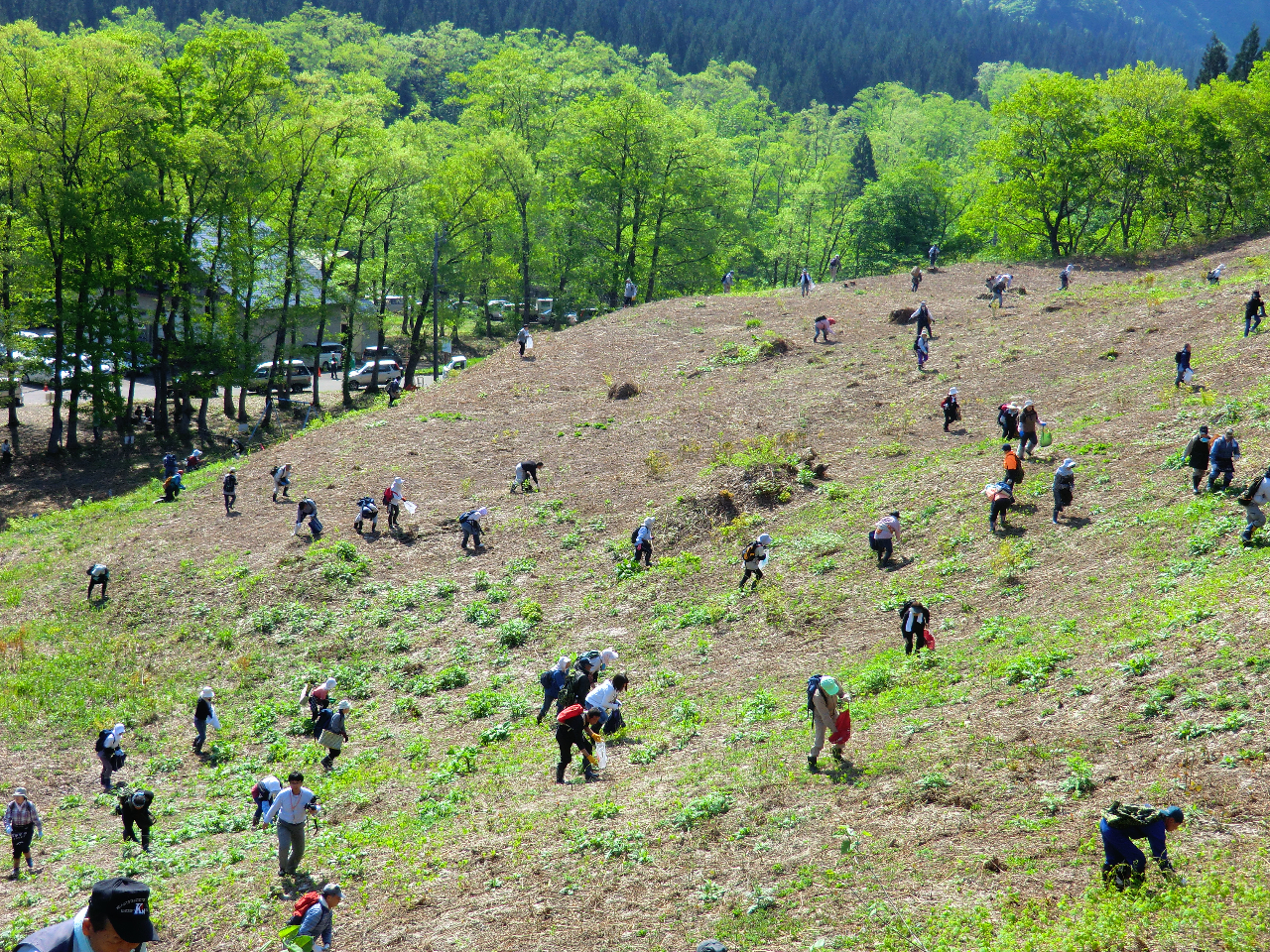 新潟県・阿賀町】＼☆山菜の採り放題☆／わらび採りができます！設備が