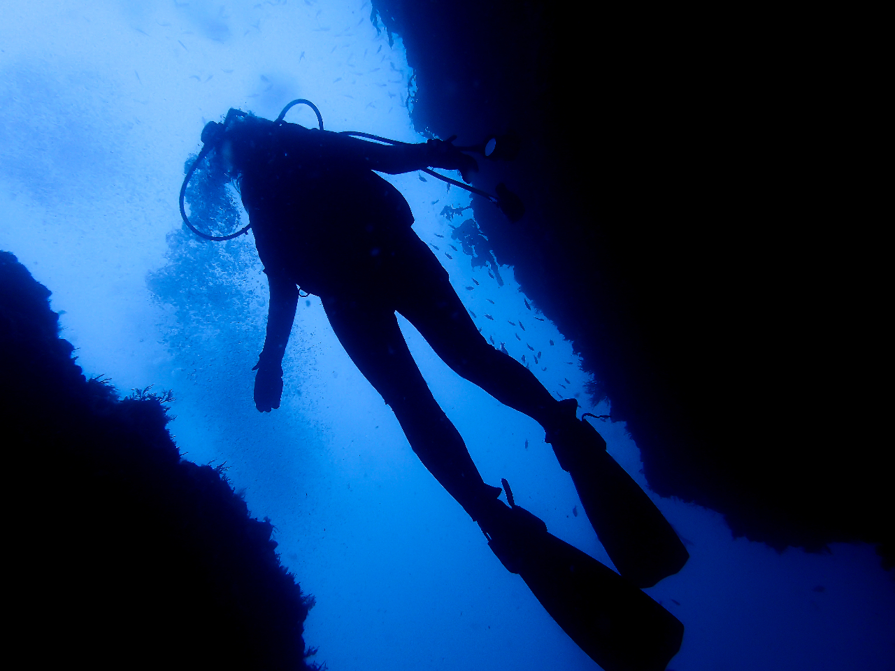 【千葉勝浦・体験ダイビング】水中世界を覗いてみよう!1組限定貸切プラン★お一人様...