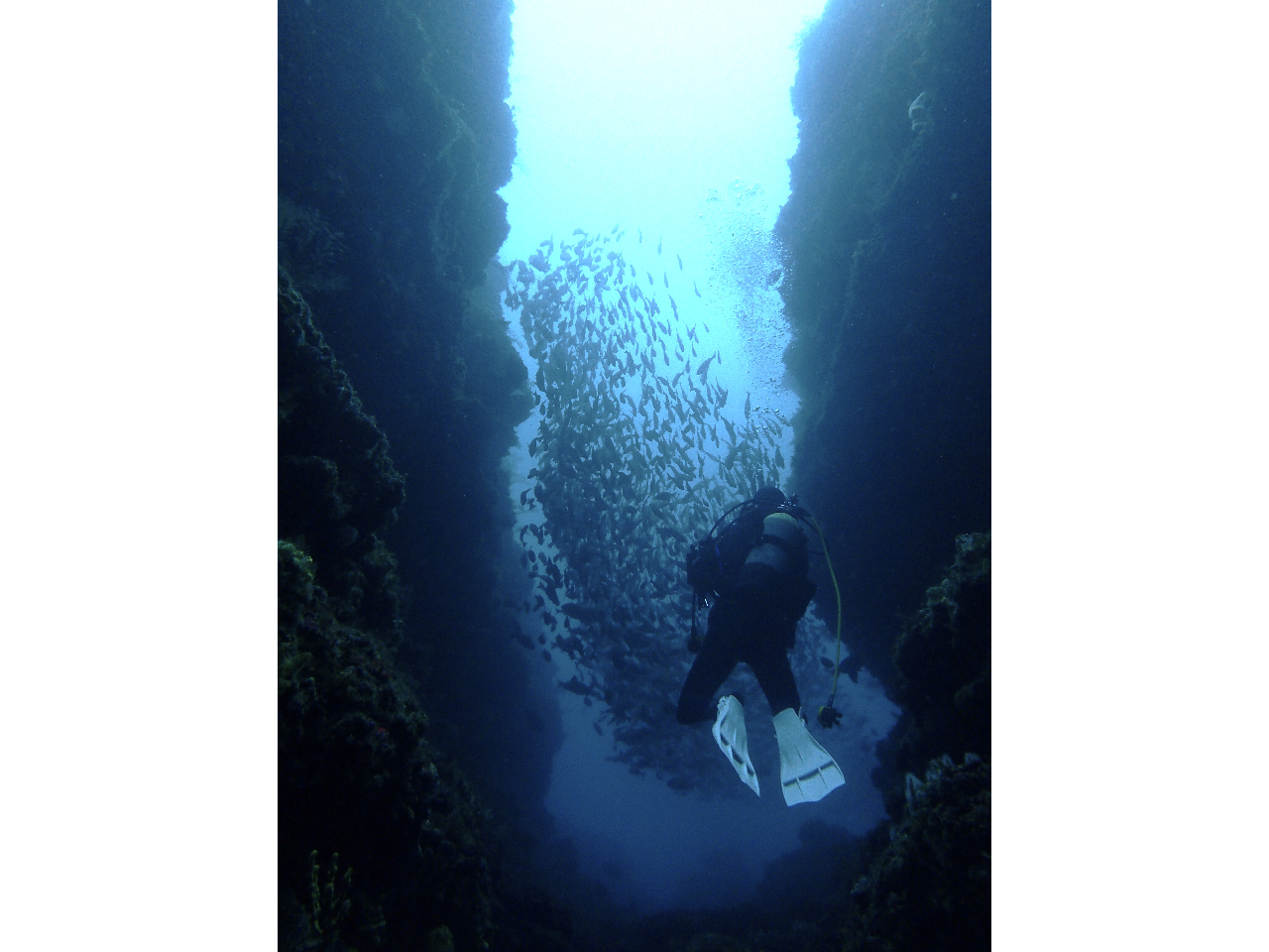 【千葉/勝浦でダイビング】勝浦1ビーチ1ボートプラン!!