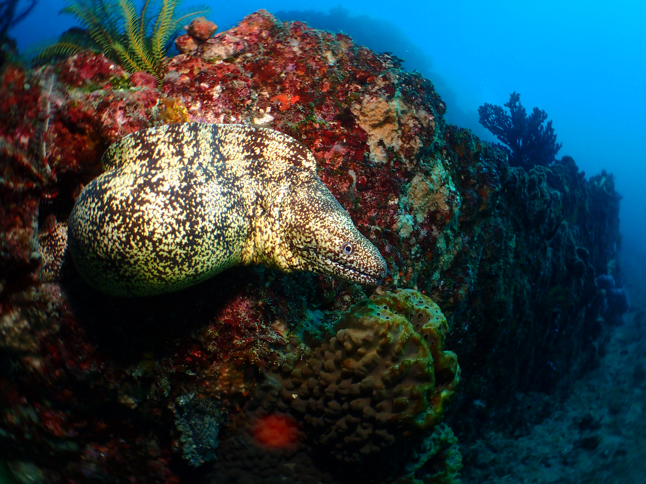 【千葉/館山でダイビング】のんびり1ビーチ1ボートプラン!