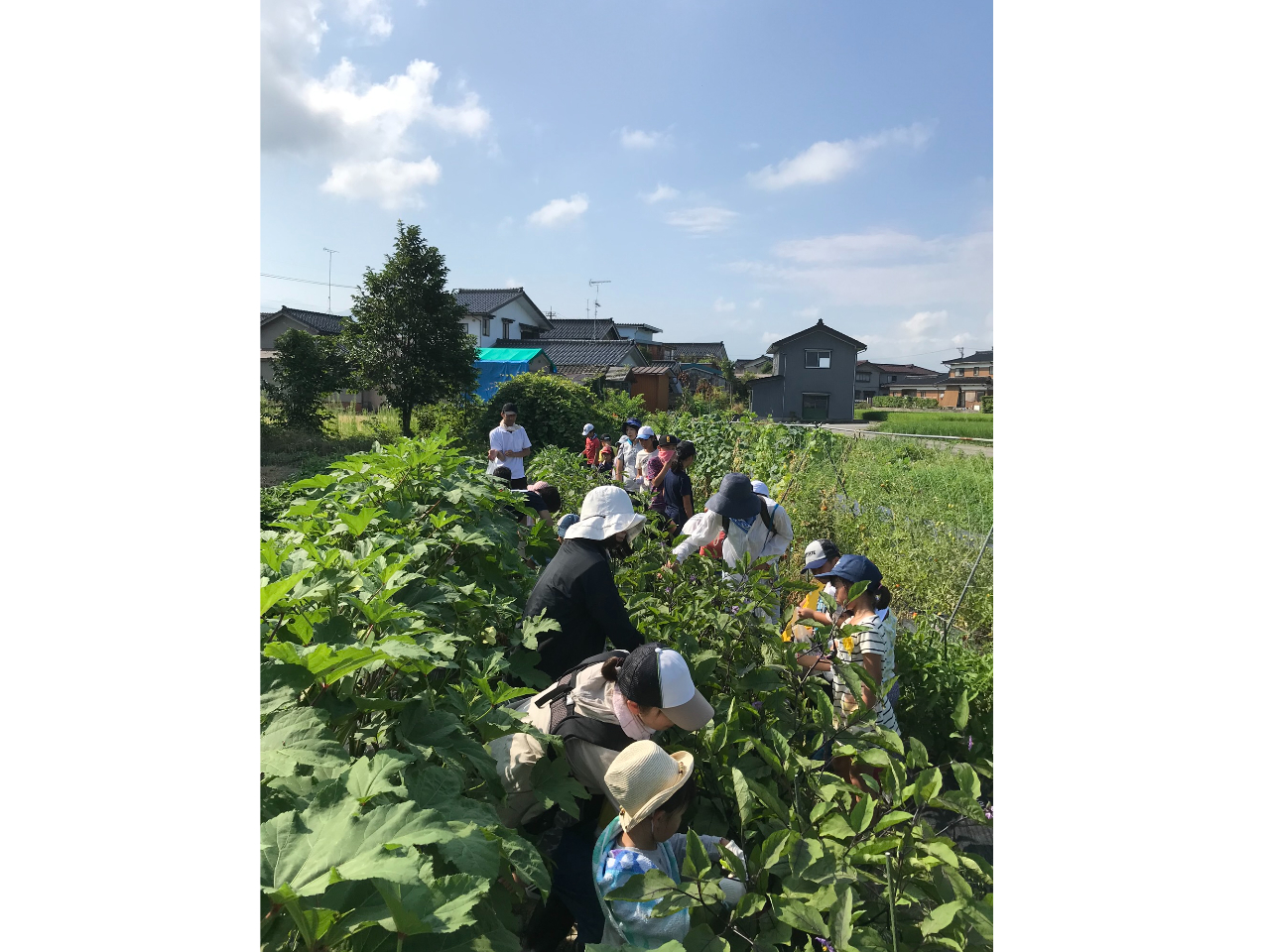 農家体験は畑での収穫や、苗を植えたり、種をまいたり、季節にあわせた農作業を楽しみます♪
