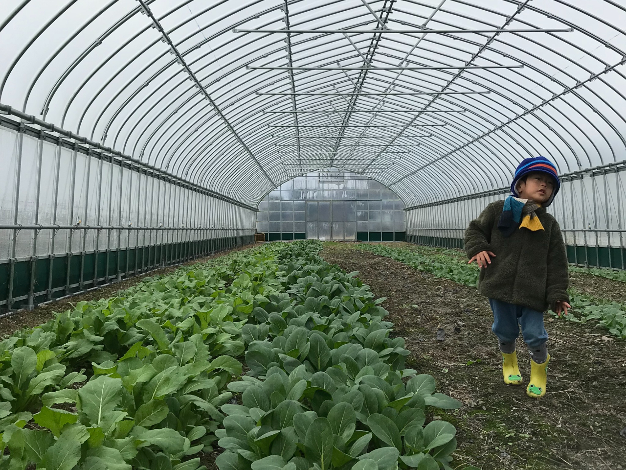ちなみに、季節が冬なら、ハウス野菜の収穫もできるかも!寒さで甘みが増したお野菜をお食事につかいます。