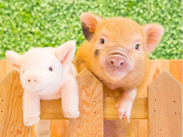 mipig cafe �ڍ��X�̎ʐ^2