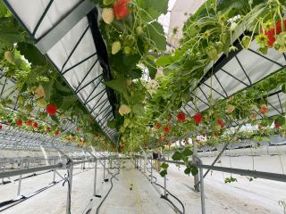 2段式のいちごの下は絶好のフォトスポット!思い出を写真に収めるスポットが6ヶ所あります!