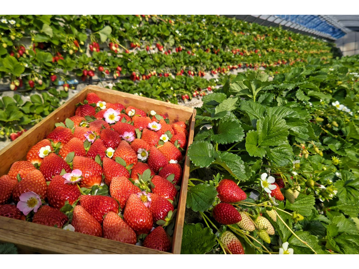 「とちおとめ」と「あきひめ」を掛け合わせた いちご界のサラブレット「かなみひめ」。「かなみひめ」は静岡県内でも２件しか食べることのできない希少品種です。