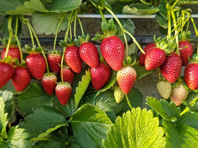 つやつやで糖度の高いいちごたちをぜひご賞味ください。ミルク無しでも食べられるように、有機肥料とイオン水で丹精込めて育てたいちごは丹精込めて完熟します。