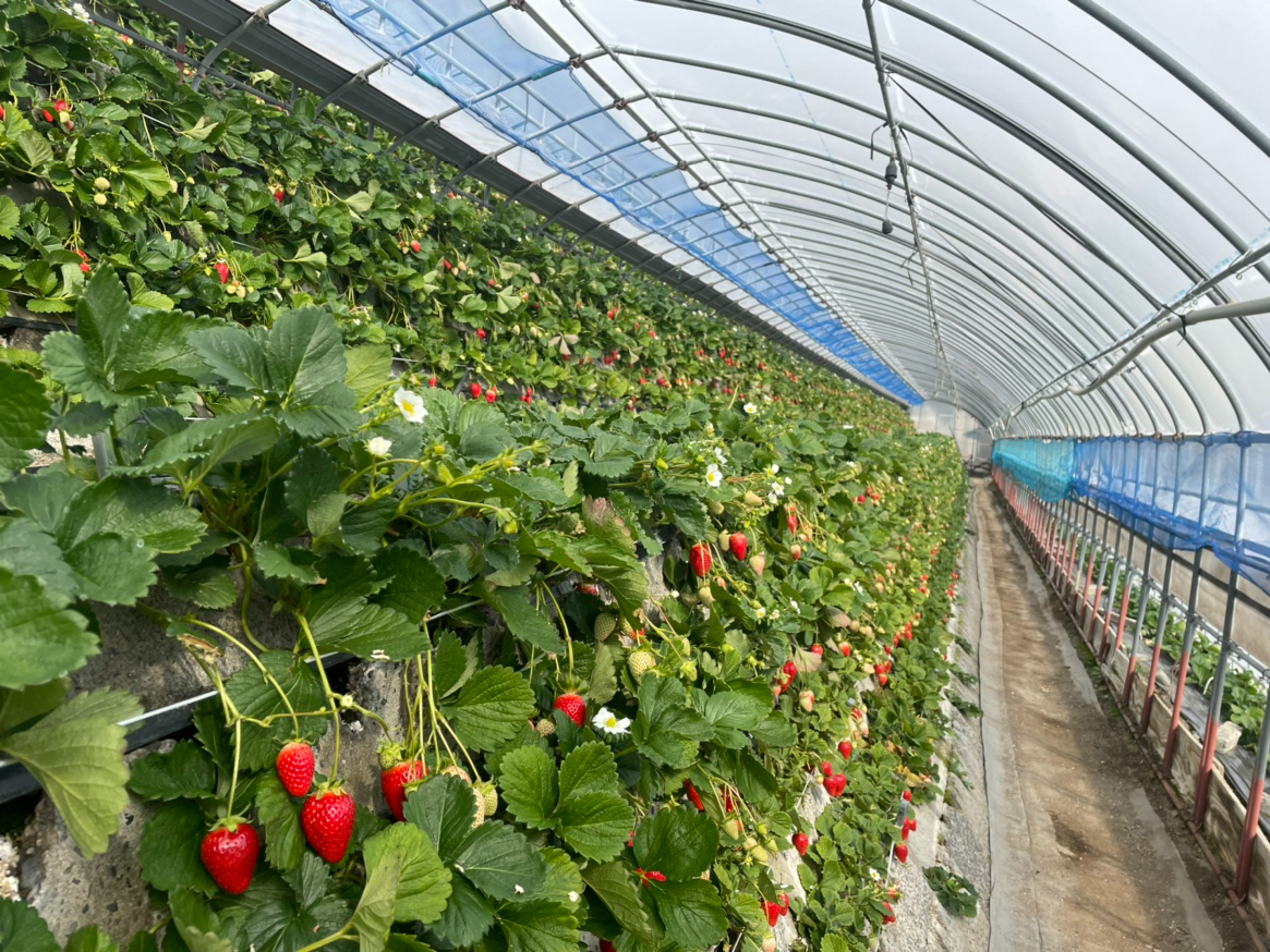 地形を活かした石垣栽培！景色とともに、元祖の苺をお楽しみください。